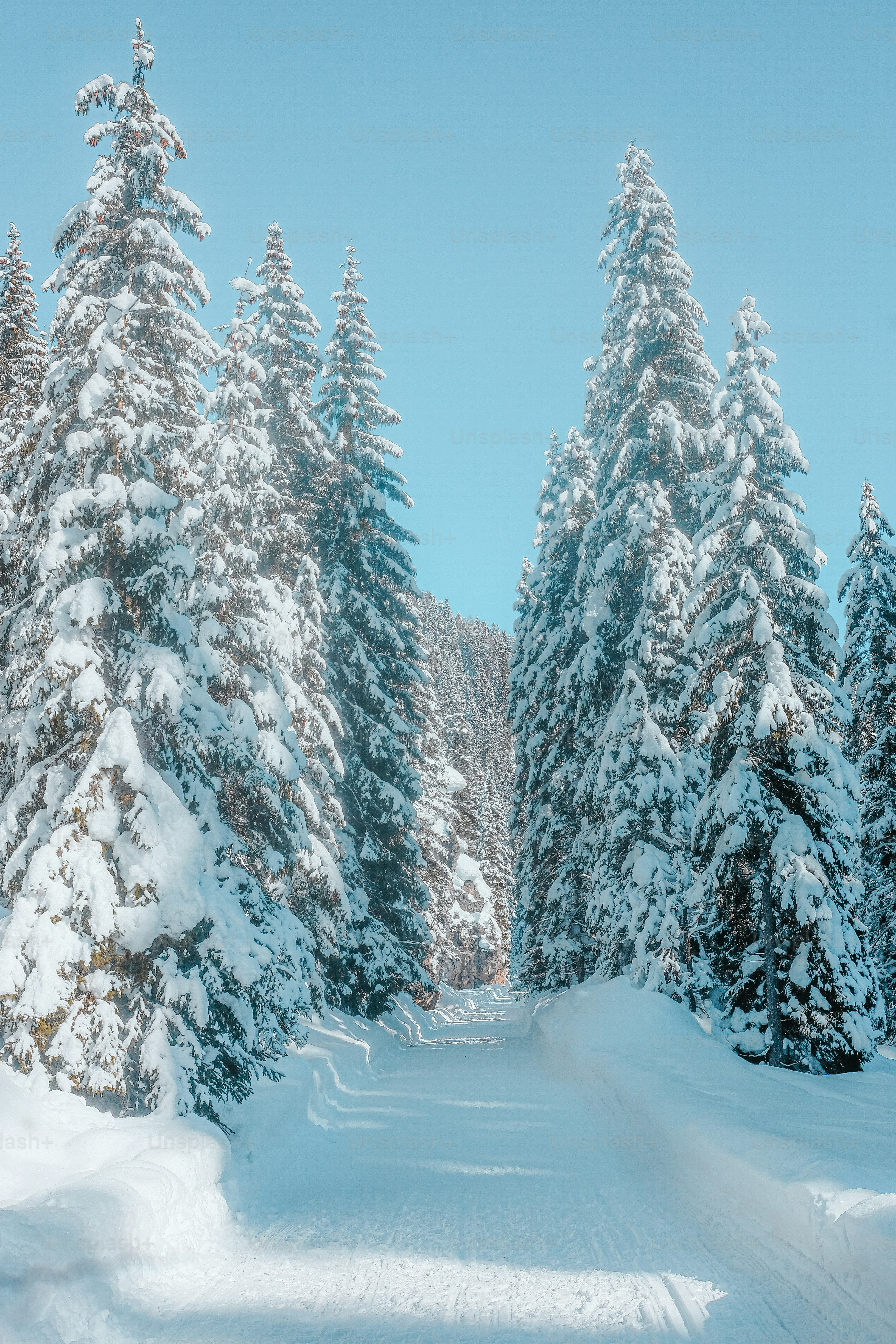 a snow covered road surrounded by pine trees
