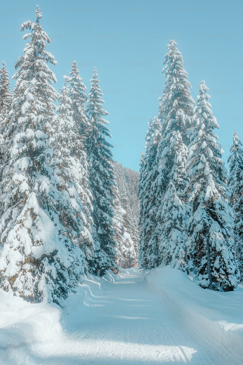 uma estrada coberta de neve rodeada por pinheiros