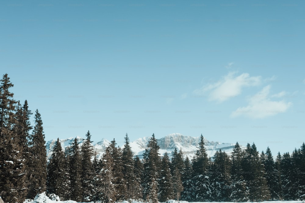 um campo coberto de neve com árvores e uma montanha ao fundo