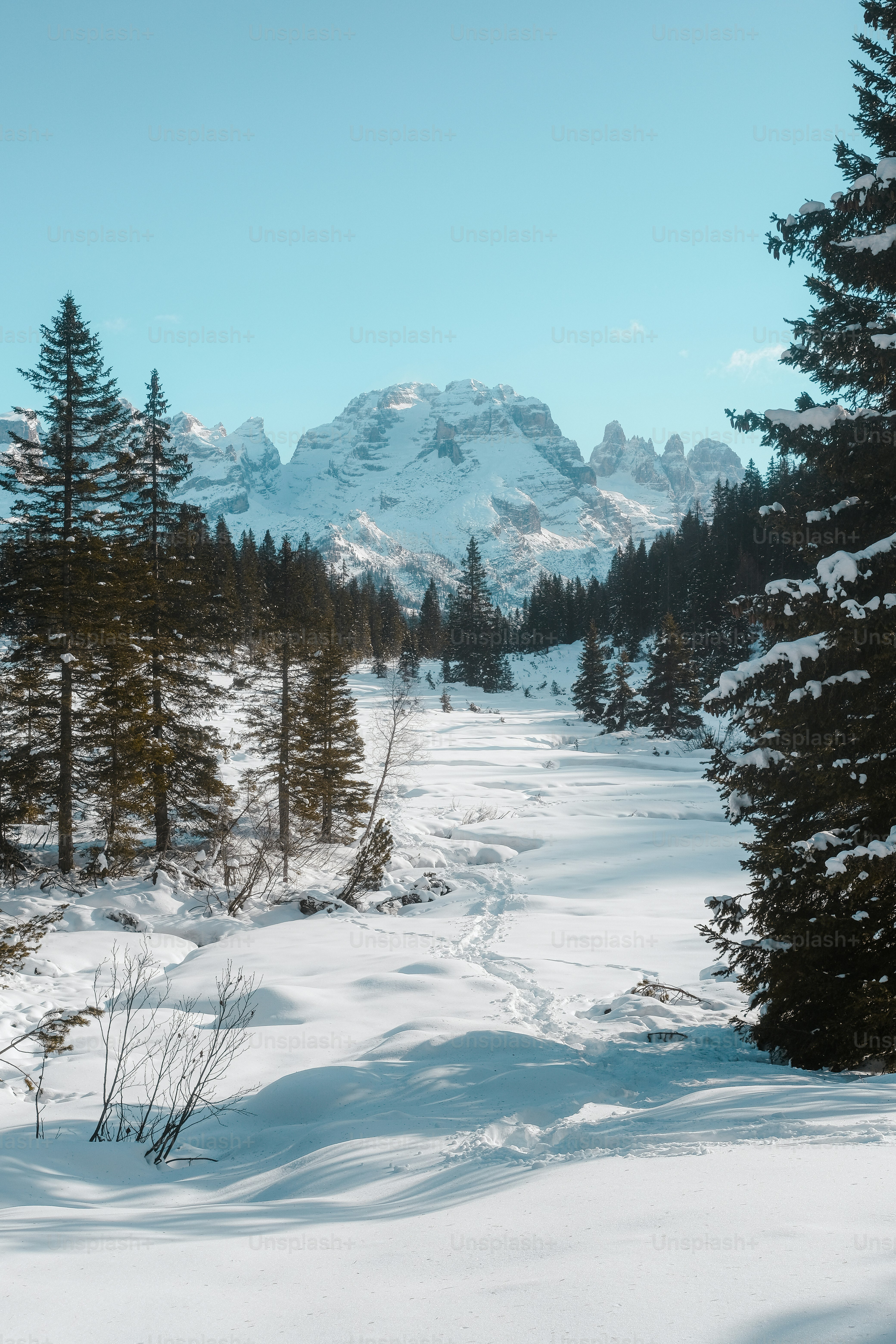 Una strada innevata circondata da pini