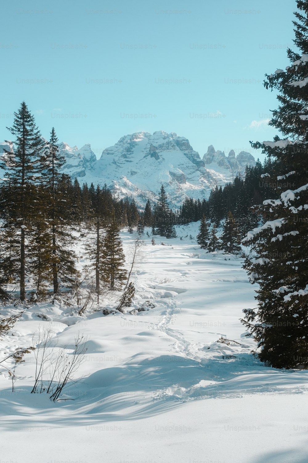 a snow covered road surrounded by pine trees