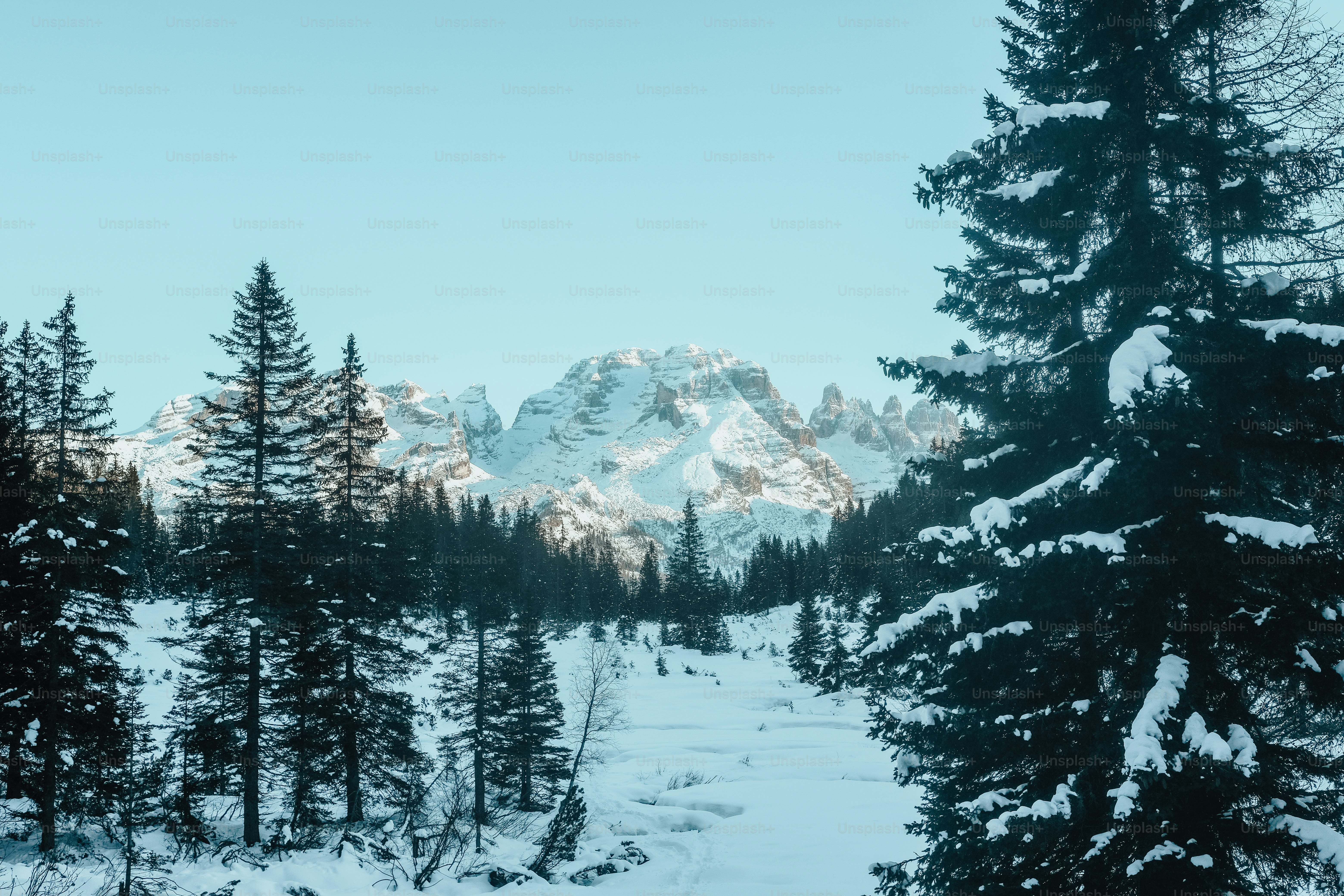 une forêt enneigée avec une montagne en arrière-plan