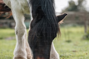 a close up of a horse grazing in a field