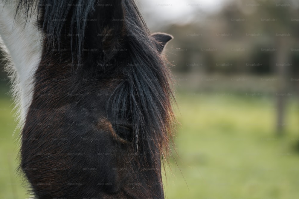 a close up of a horse grazing in a field