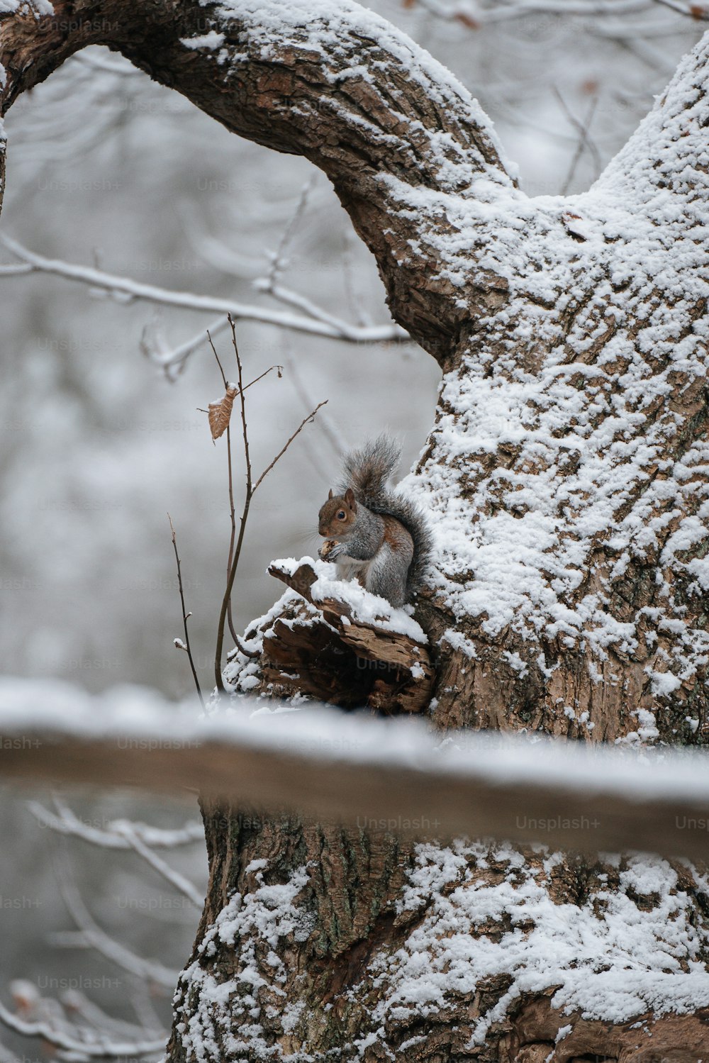 a squirrel is sitting on a tree in the snow