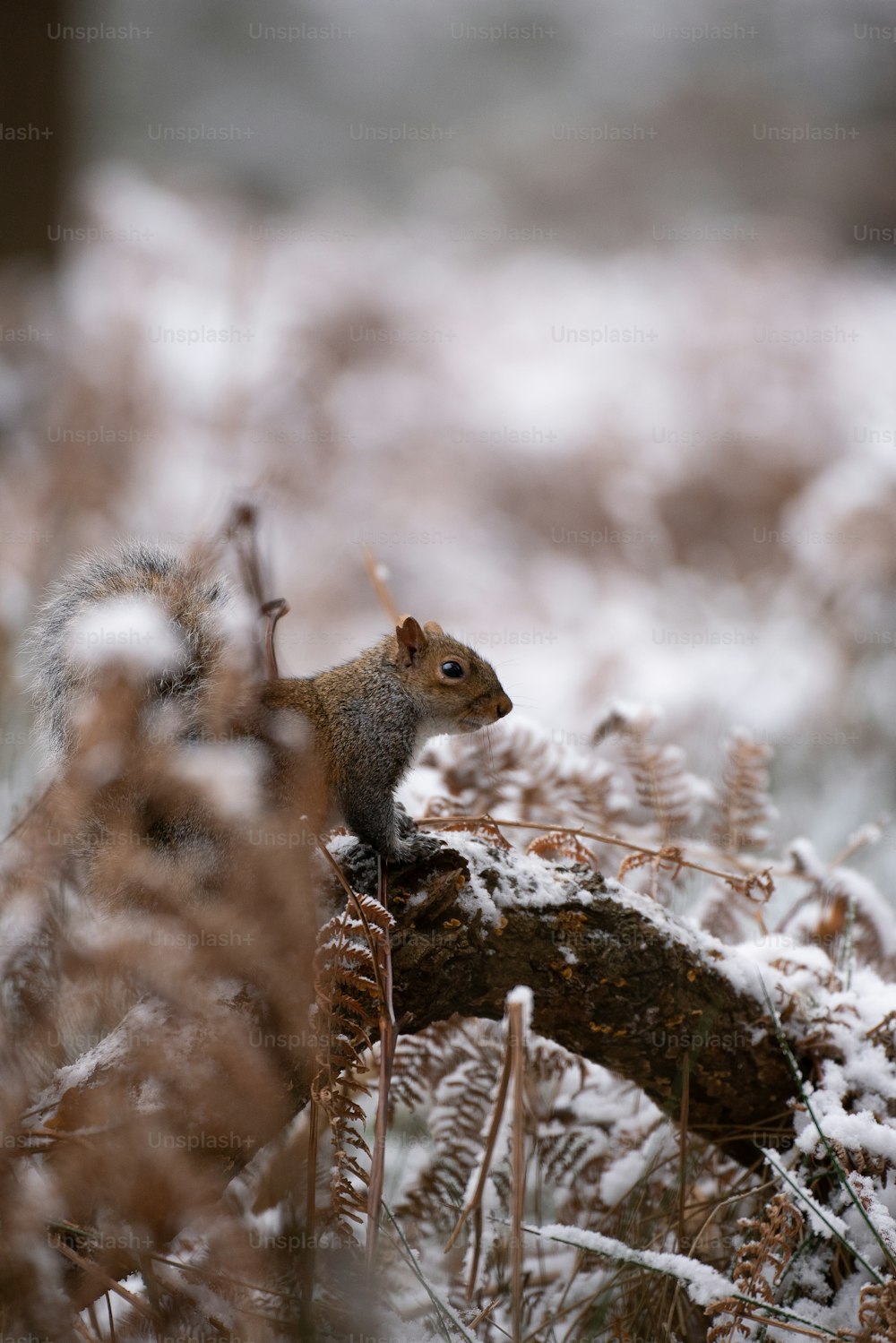 a squirrel is sitting on a branch in the snow