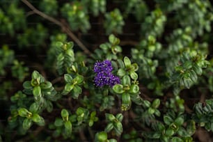 un fiore viola circondato da foglie verdi