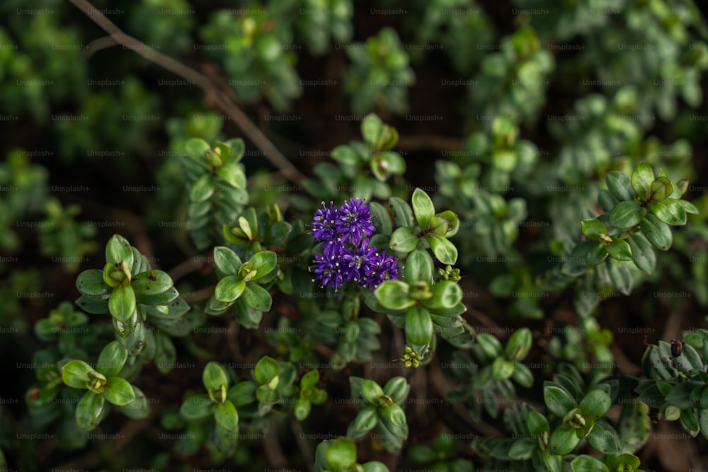 a purple flower surrounded by green leaves