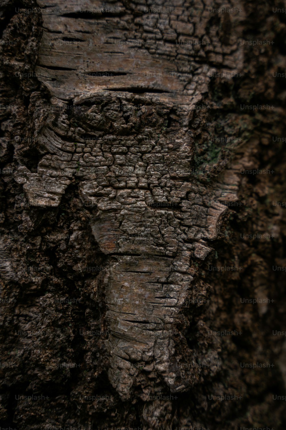um close up de um tronco de árvore com um pássaro empoleirado em cima dele