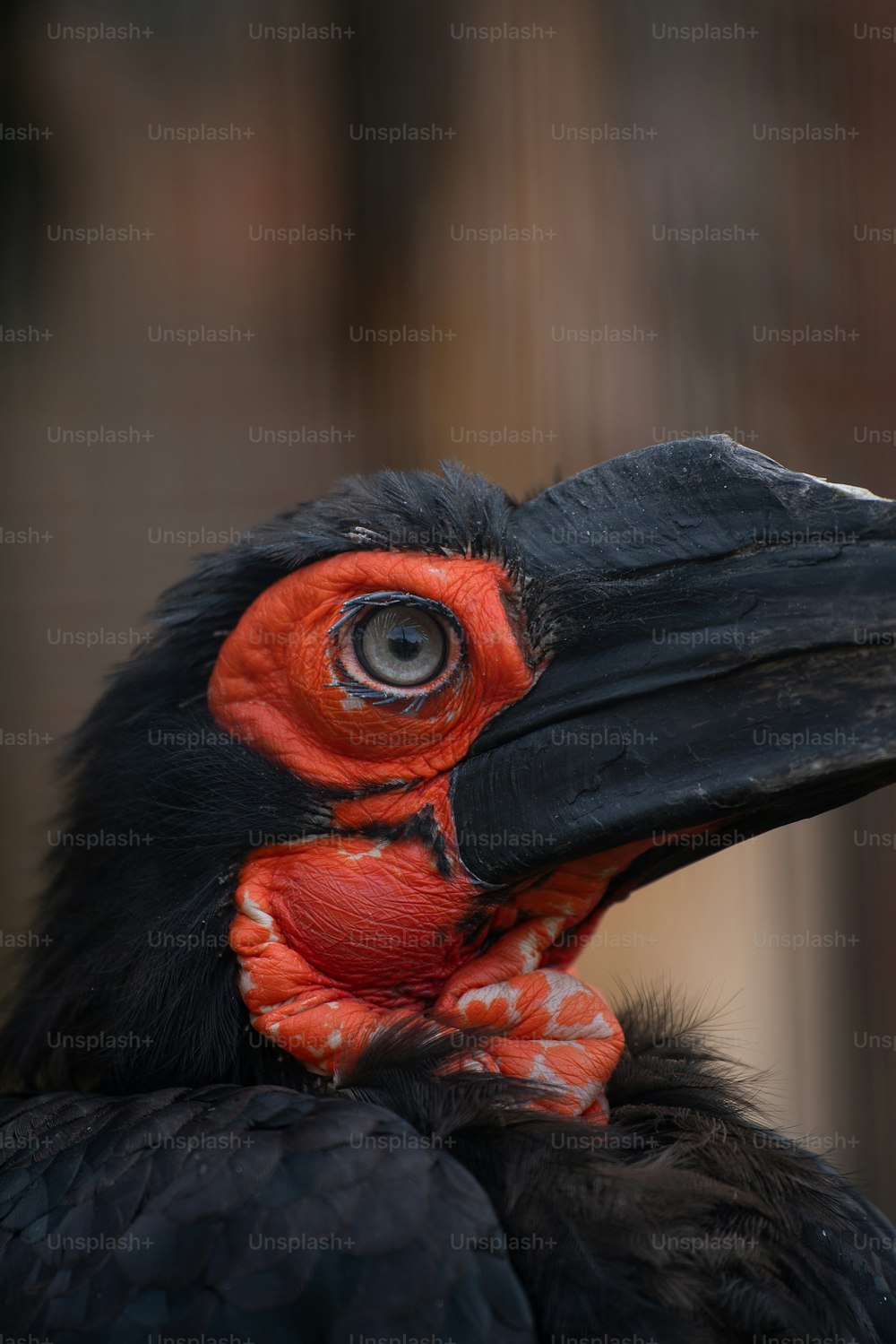 a close up of a black and orange bird