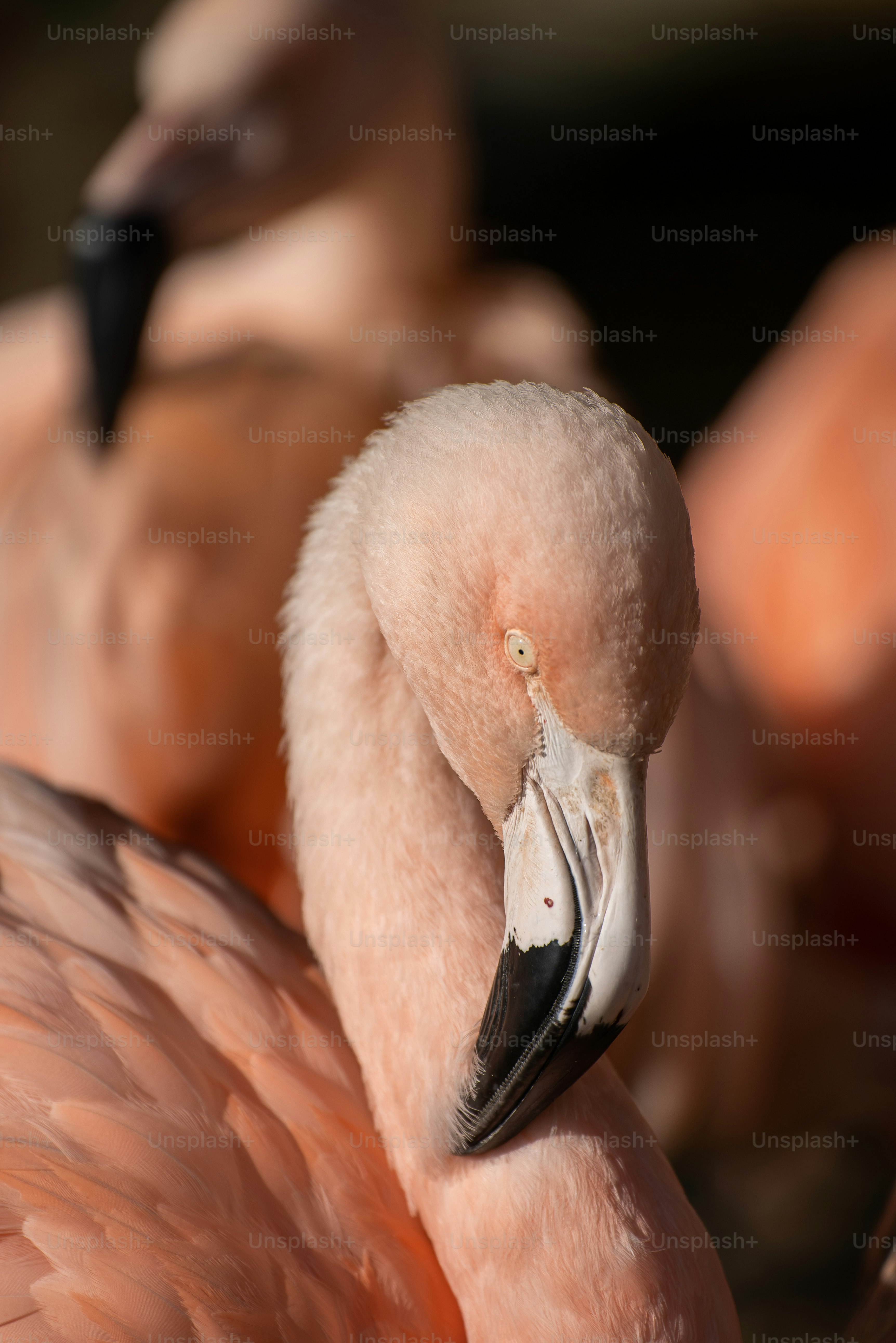 close-up flamingo dengan flamingo lain di latar belakang