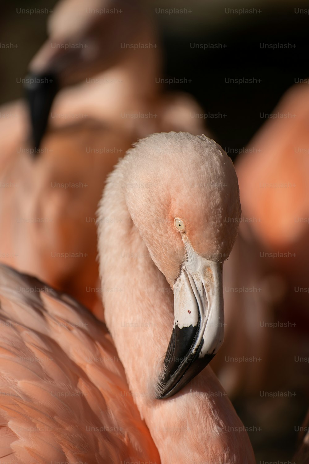 a close up of a flamingo with other flamingos in the background