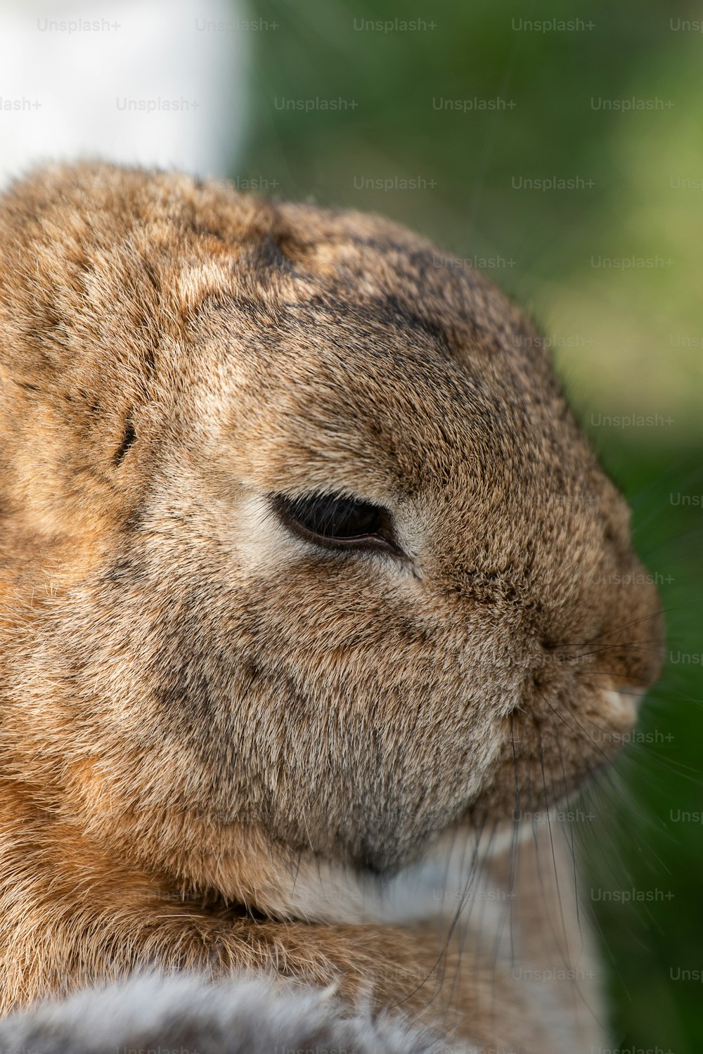a close up of a rabbit's face with a blurry background