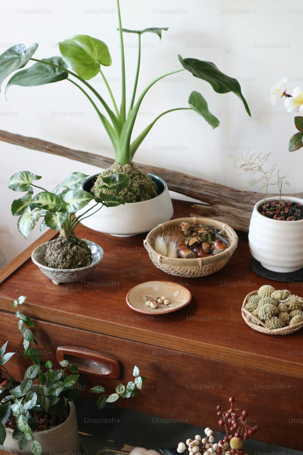 ein Holztisch mit vielen Topfpflanzen
