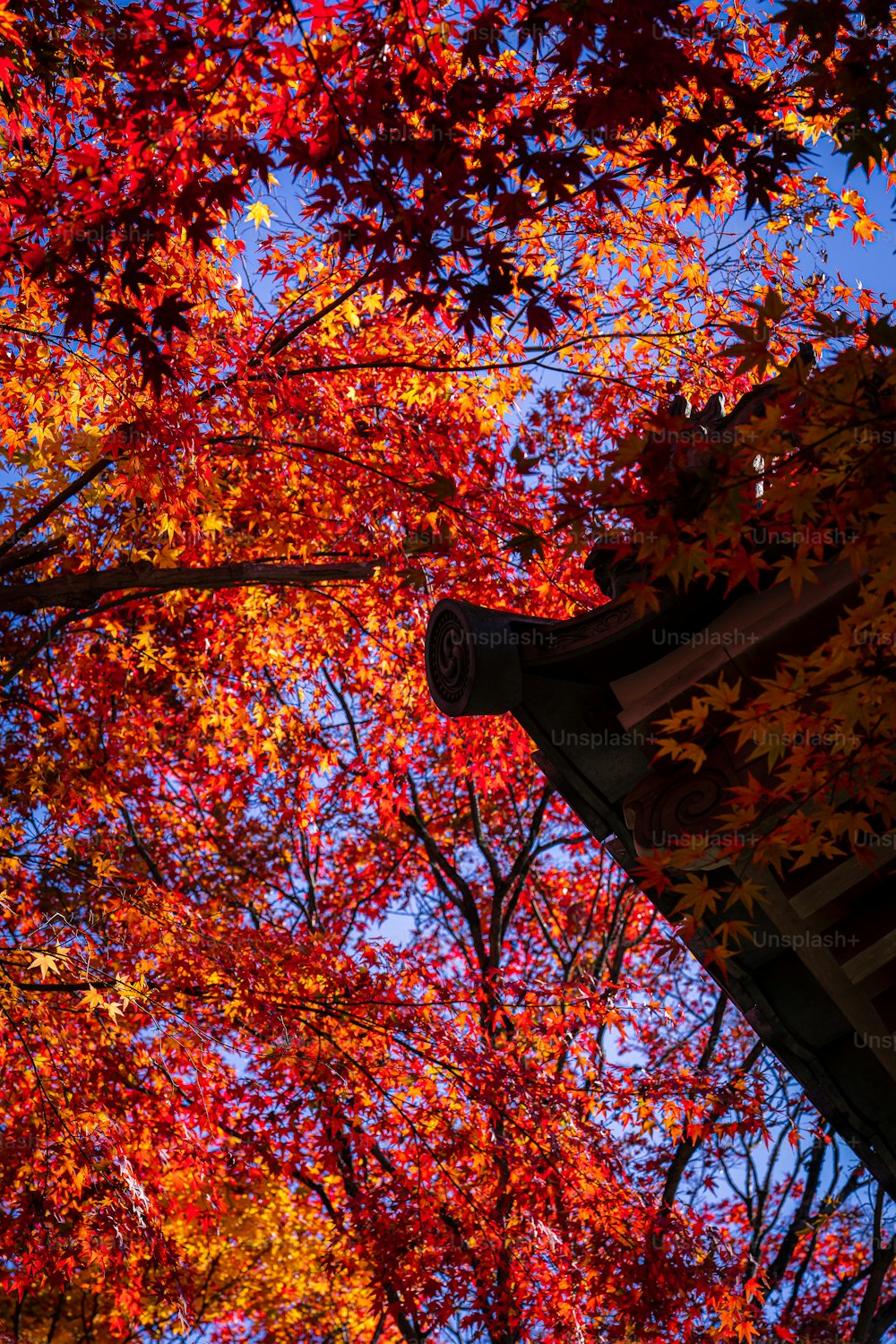 Un albero con foglie rosse e gialle in autunno