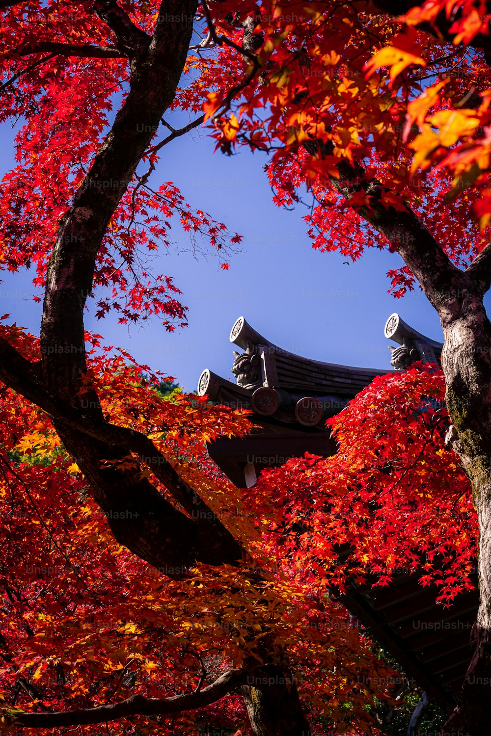 Un albero con foglie rosse e un edificio sullo sfondo