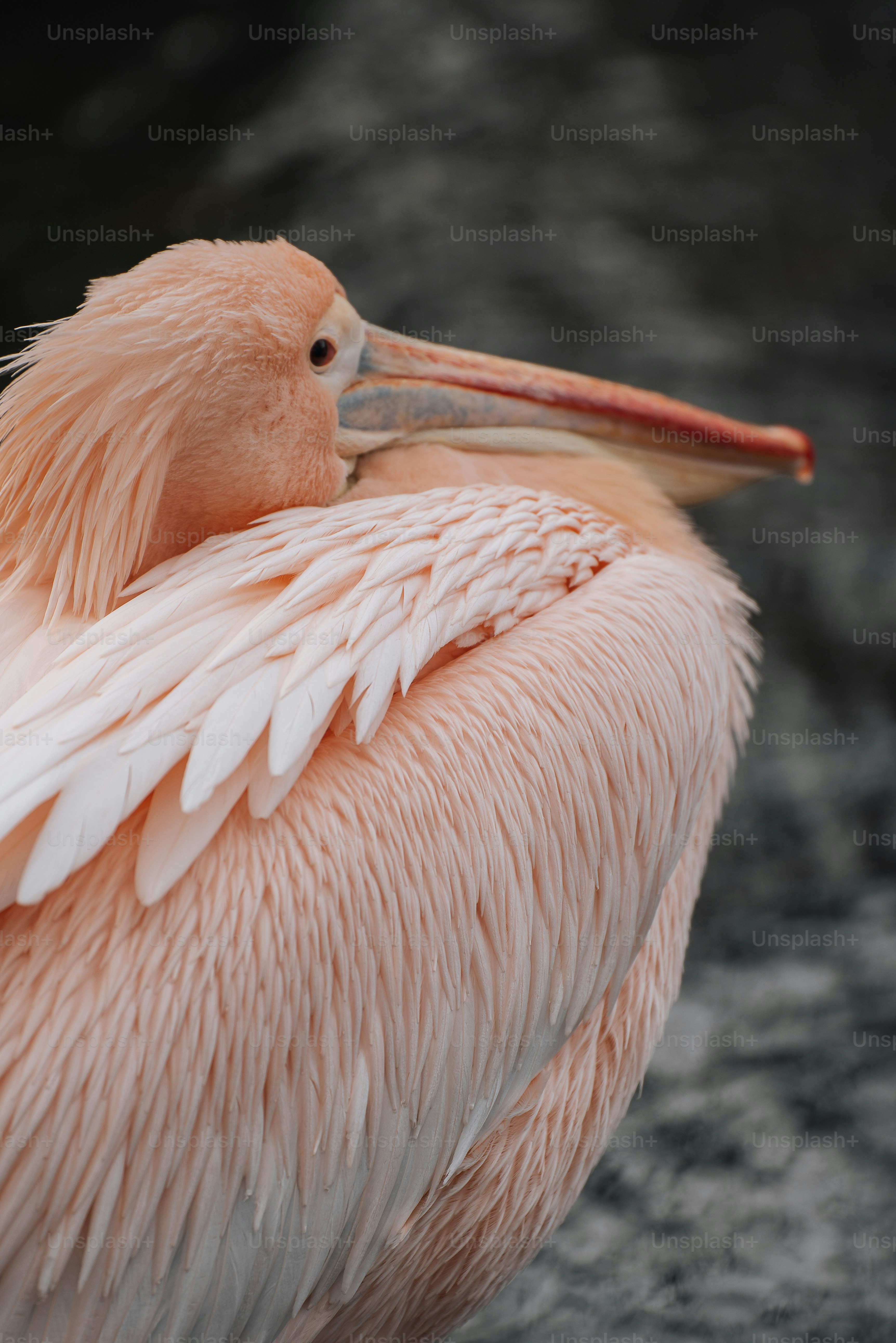 a close up of a bird with a long beak