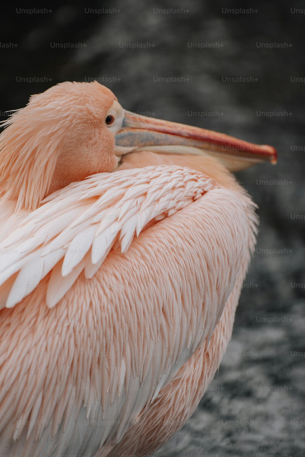 um close up de um pássaro com um bico longo