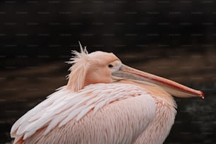 a close up of a bird with a long beak