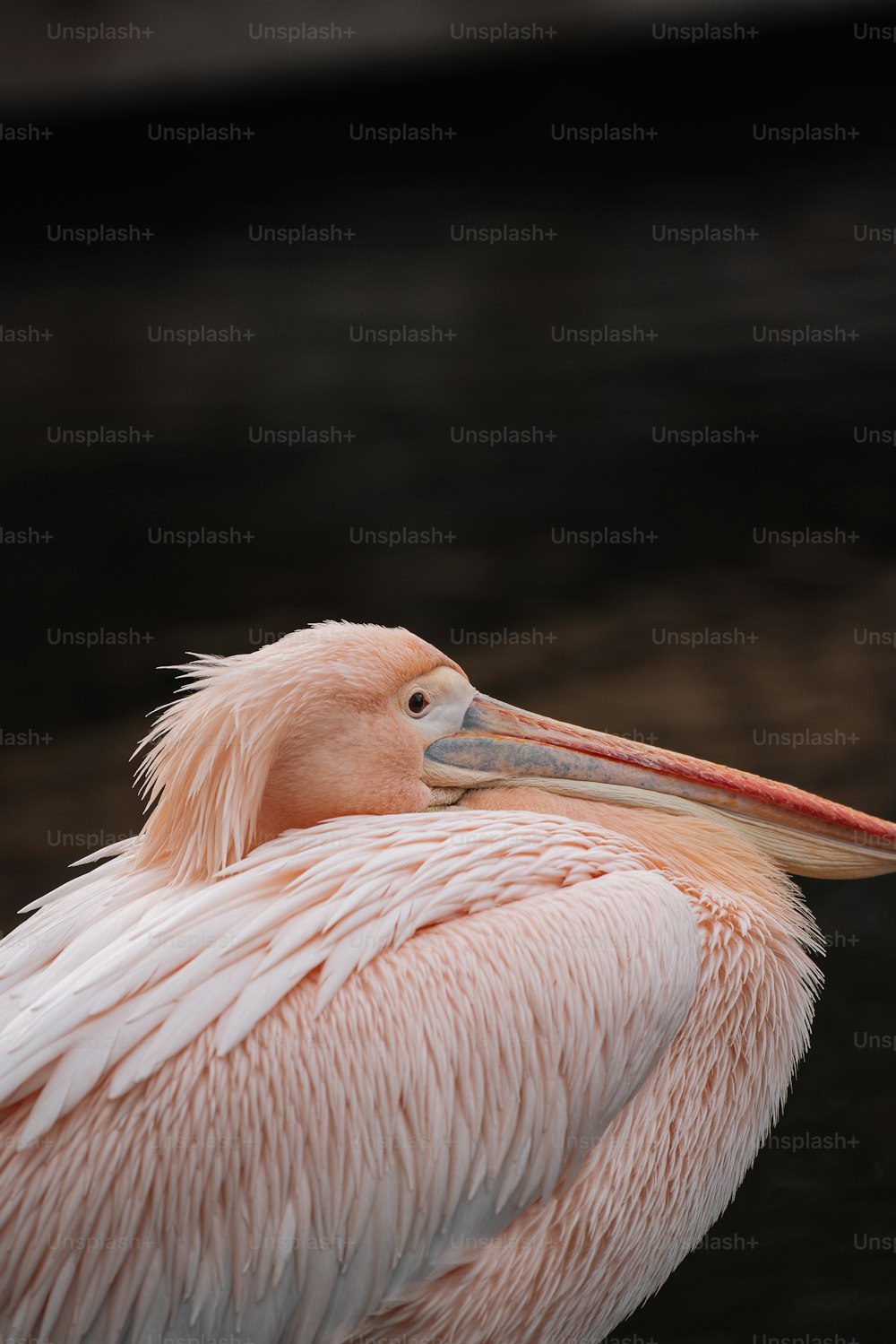 a close up of a bird with a long beak