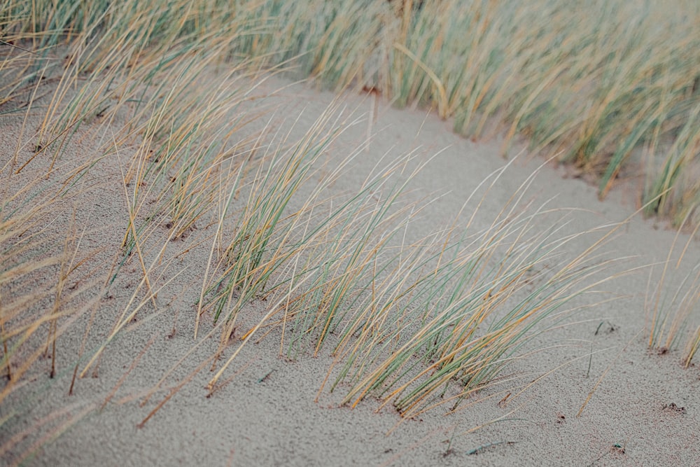 l’herbe pousse hors du sable