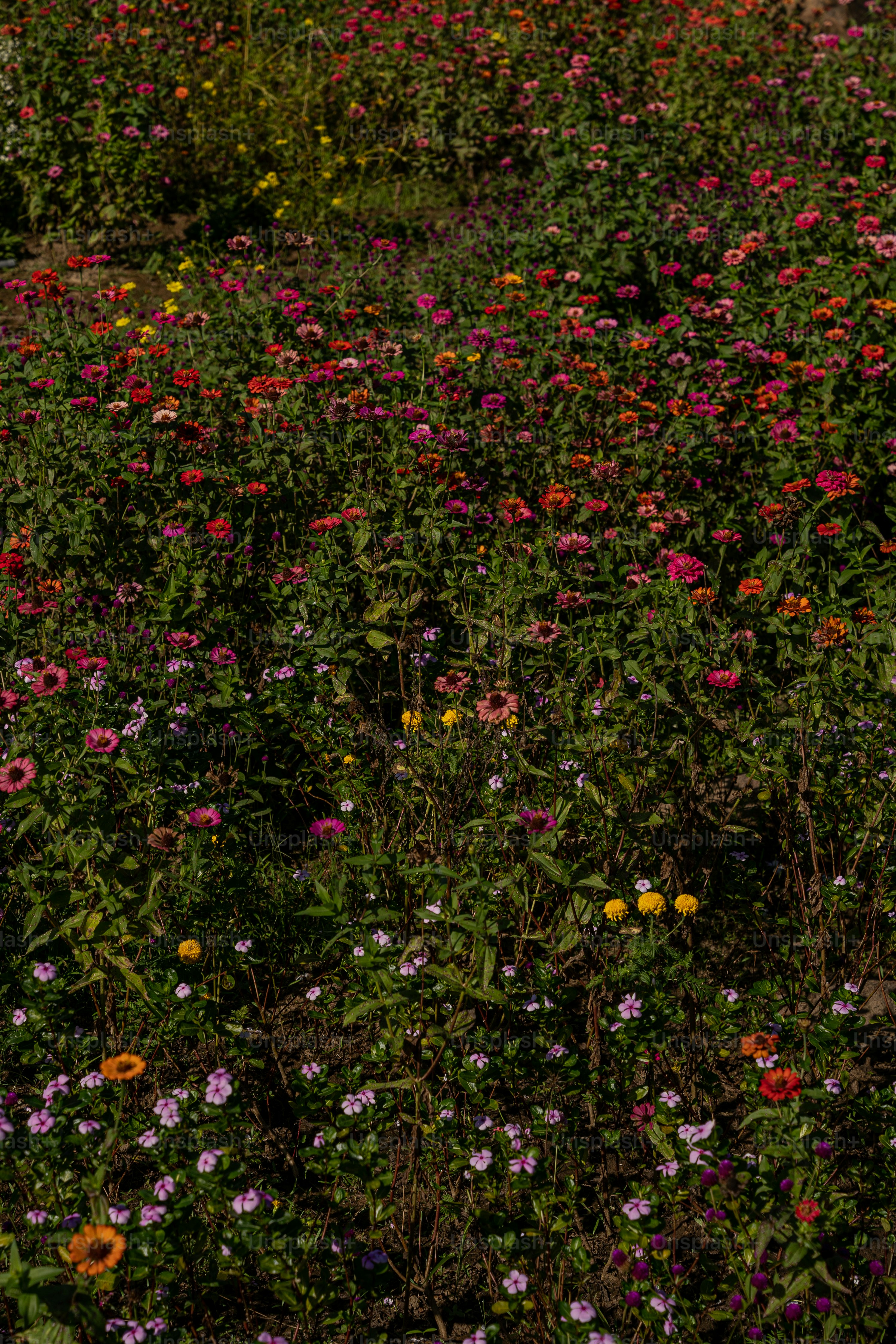 A field of wildflowers and other wild flowers photo Rural Image on