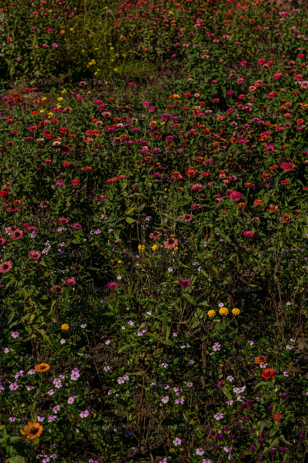 um campo de flores silvestres e outras flores silvestres