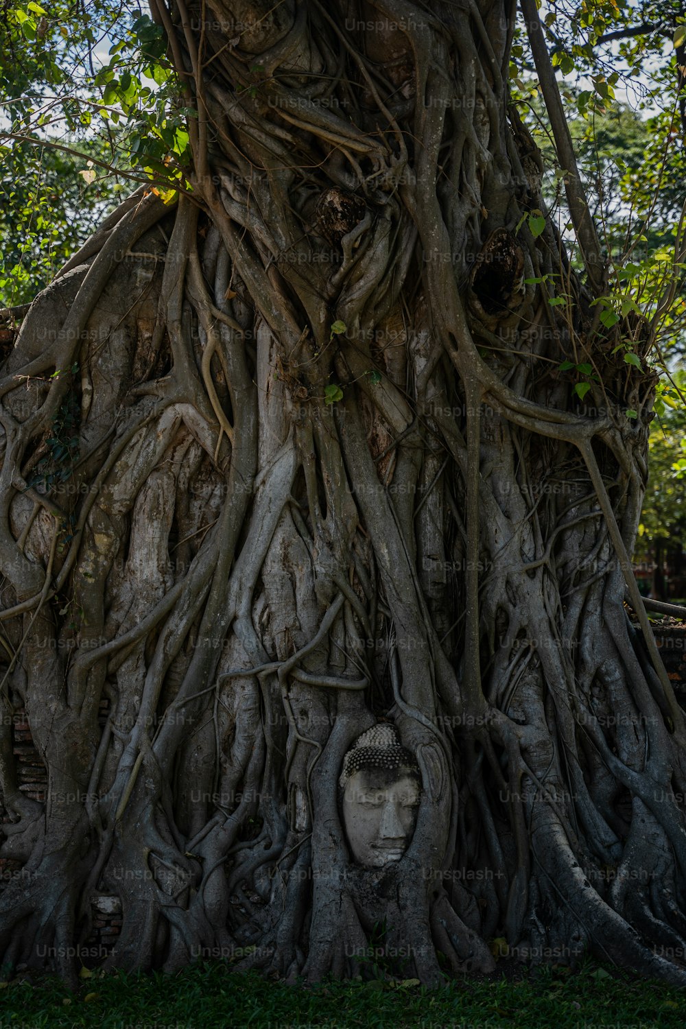 un arbre avec un visage sculpté dedans
