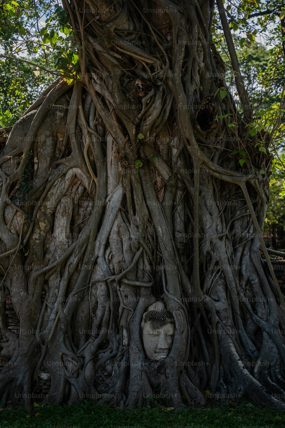 a tree with a face carved into it