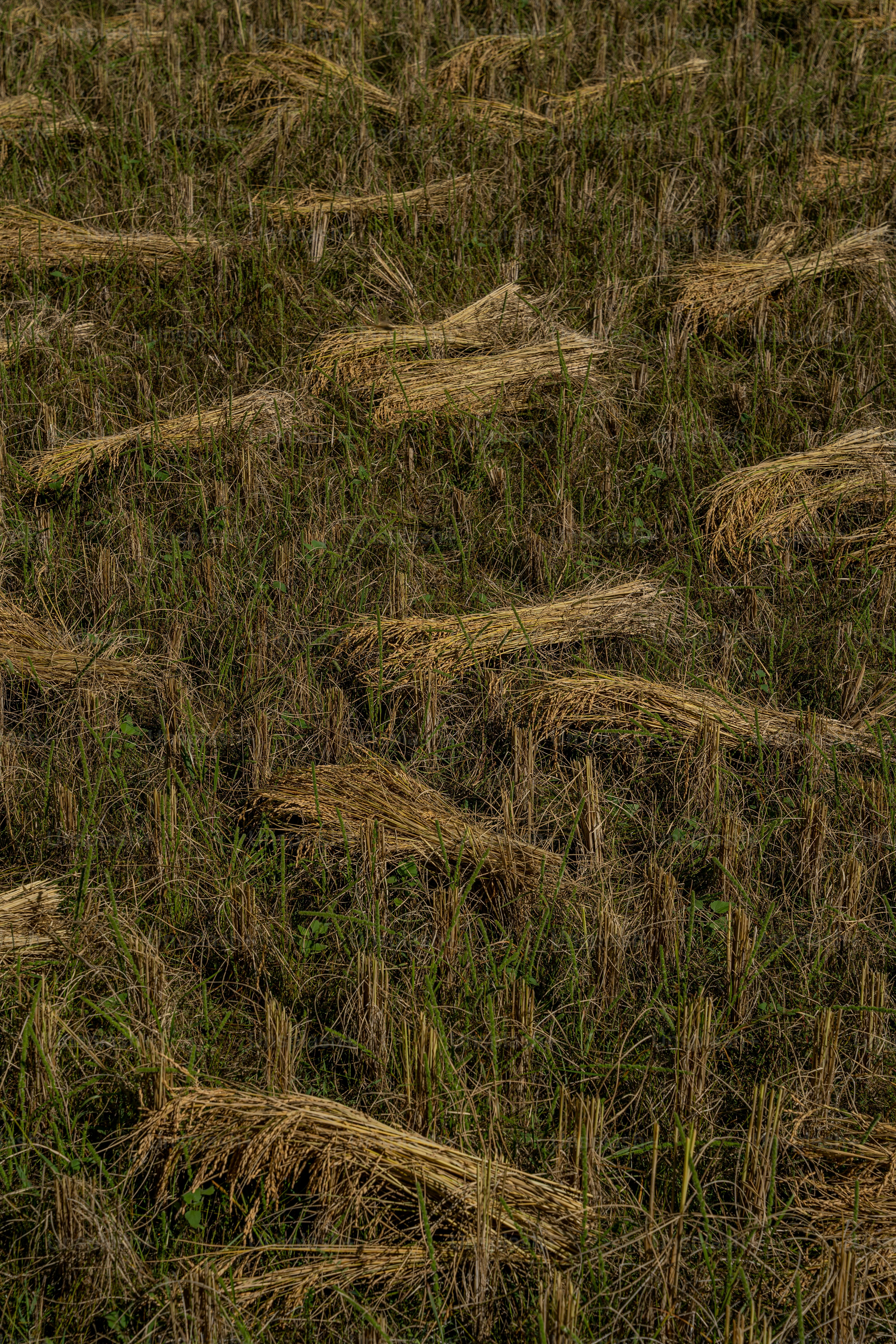 Una boca de incendios roja sentada en medio de un campo