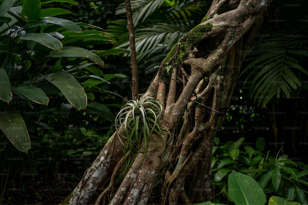 a large tree with a bunch of plants growing on it