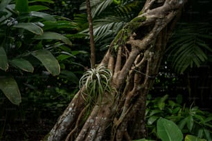 a large tree with a bunch of plants growing on it