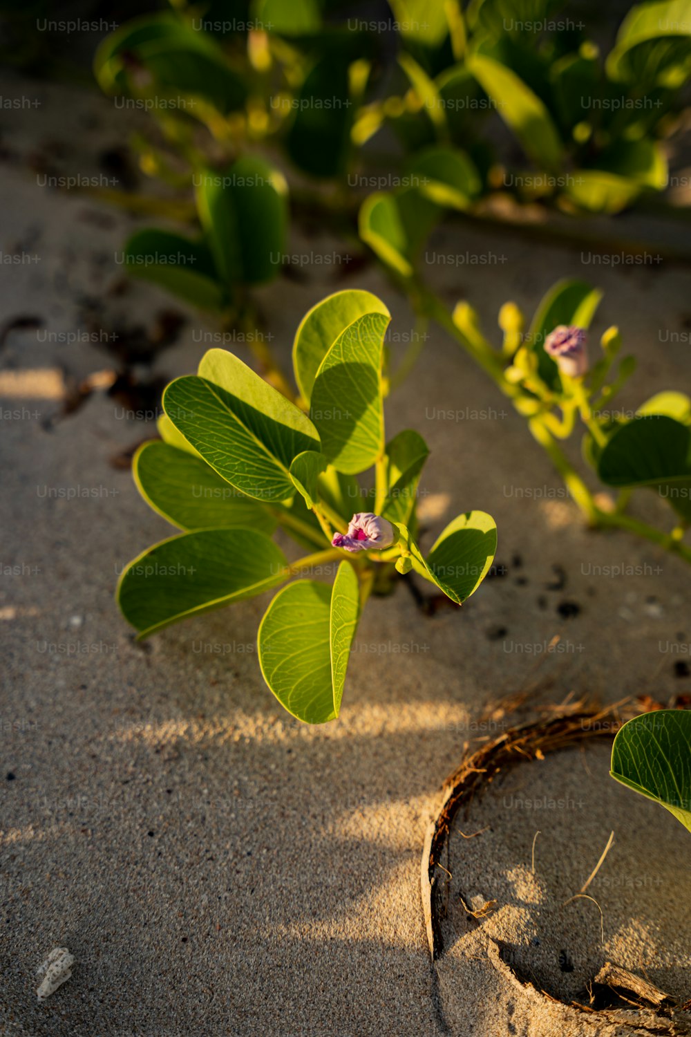 a small plant is growing out of the sand