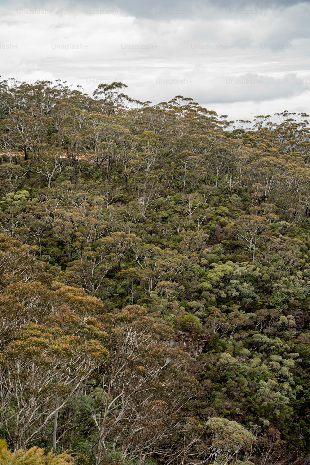 um grupo de árvores que estão no meio de uma floresta