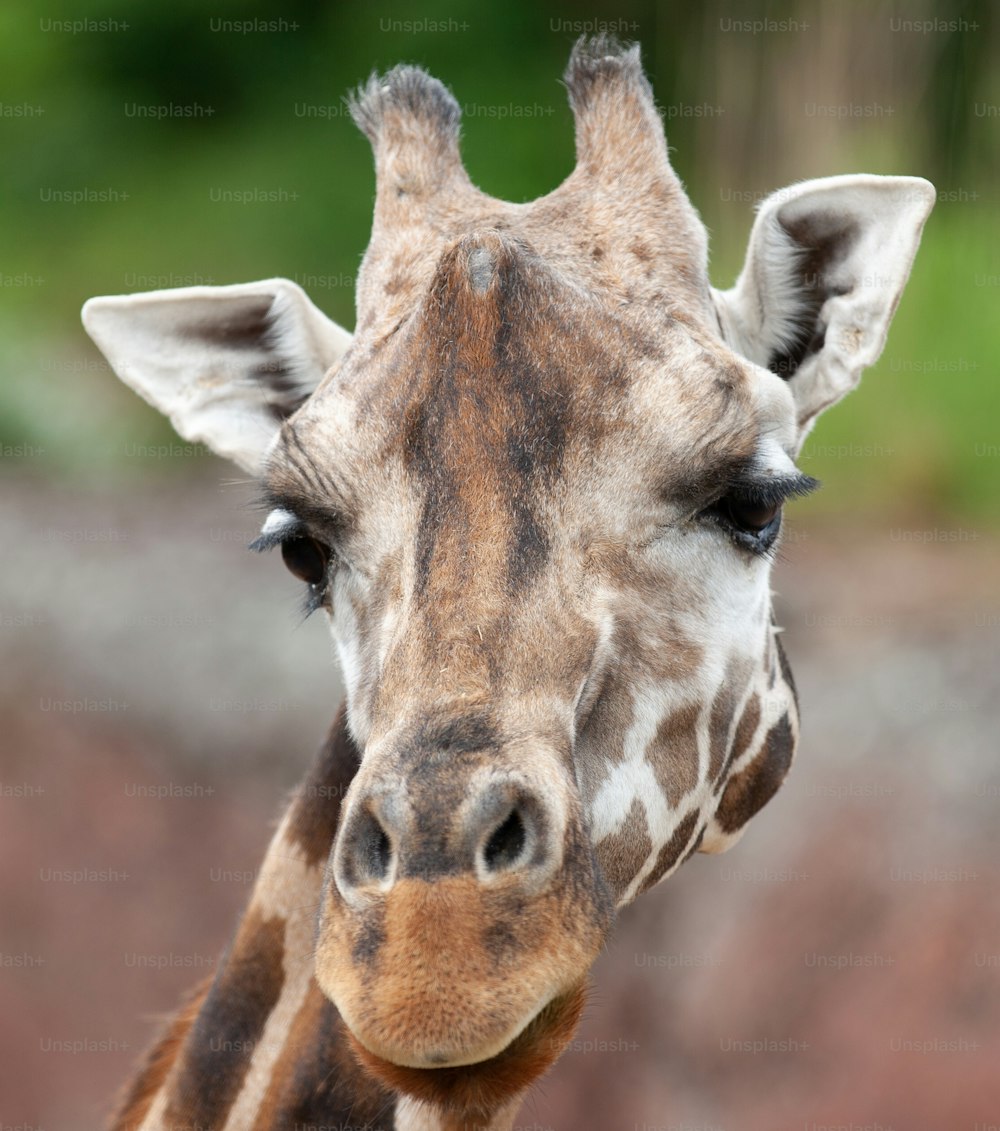 un gros plan du visage d’une girafe avec un arrière-plan flou