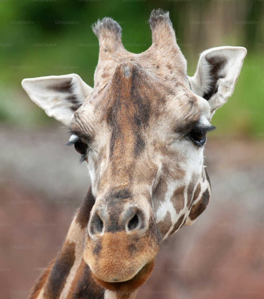 a close up of a giraffe's face with a blurry background