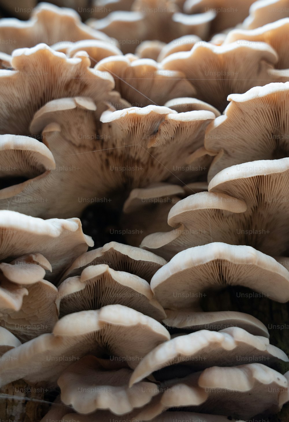 um close up de um monte de cogumelos