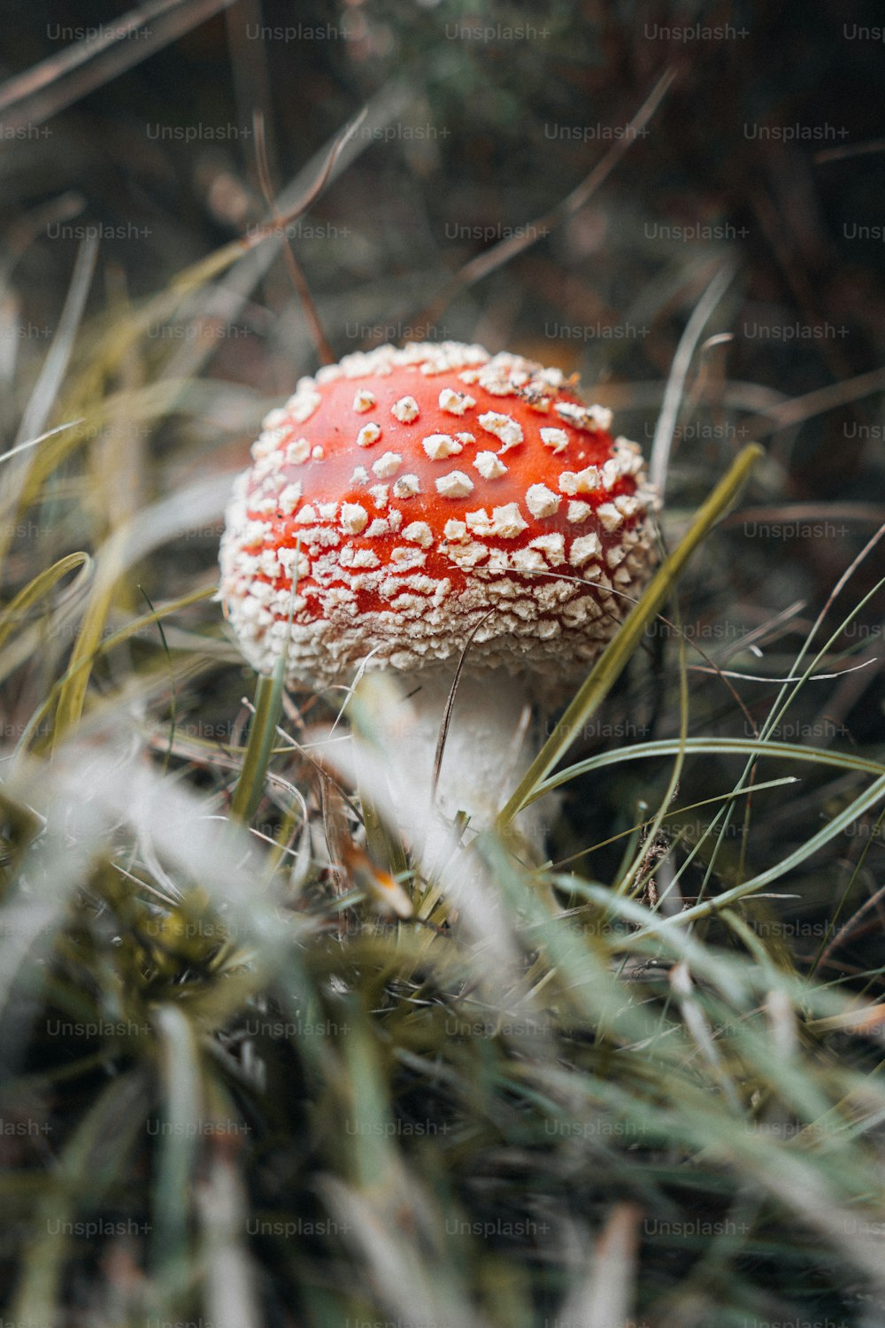 풀밭에 앉아있는 빨간색과 흰색 버섯