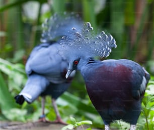 a couple of birds standing on top of a lush green field