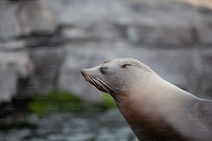 a close up of a seal on a rock