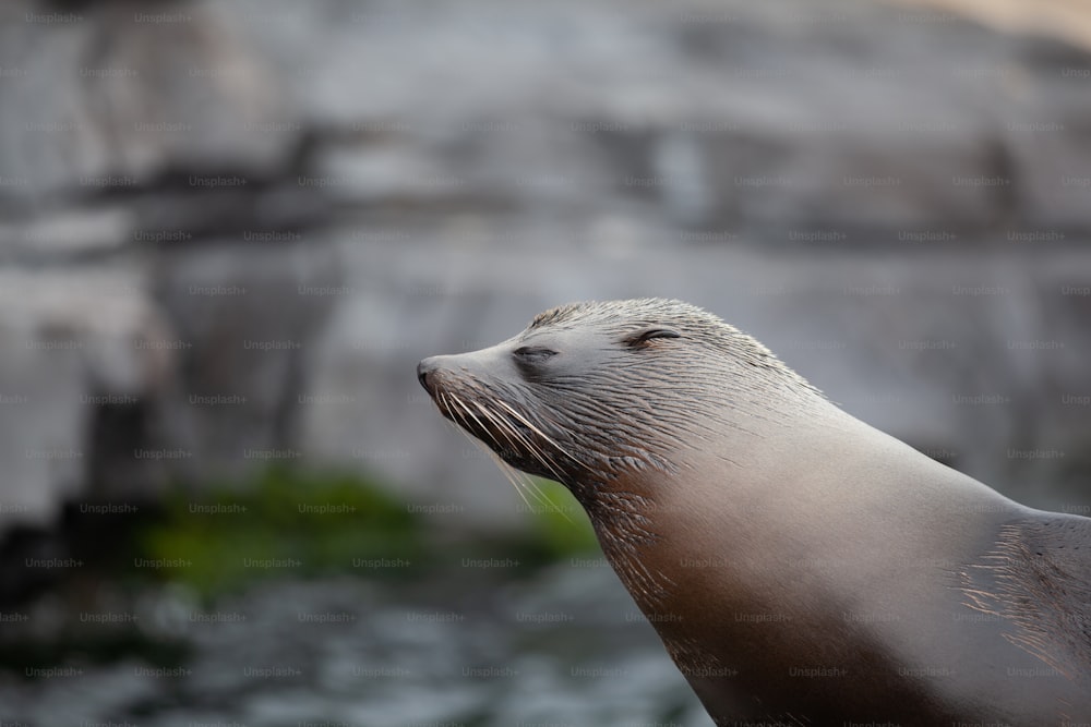 a close up of a seal on a rock