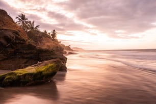 uma rocha na praia com um tronco musgoso sobre ele