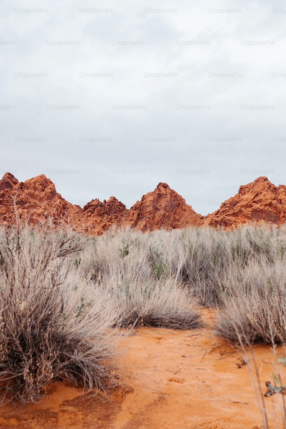 un campo de tierra con arbustos y una montaña al fondo