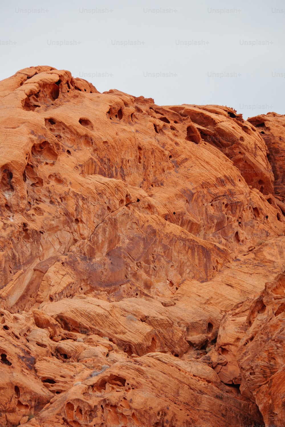 Un uccello è appollaiato su una roccia nel deserto