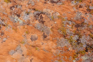 a close up of a rock with moss growing on it