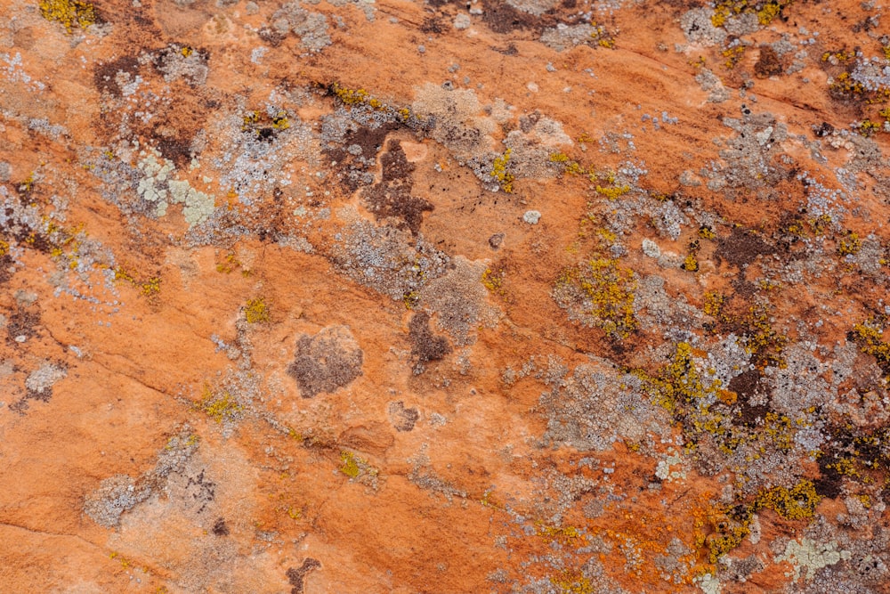 Un primer plano de una roca con musgo creciendo en ella