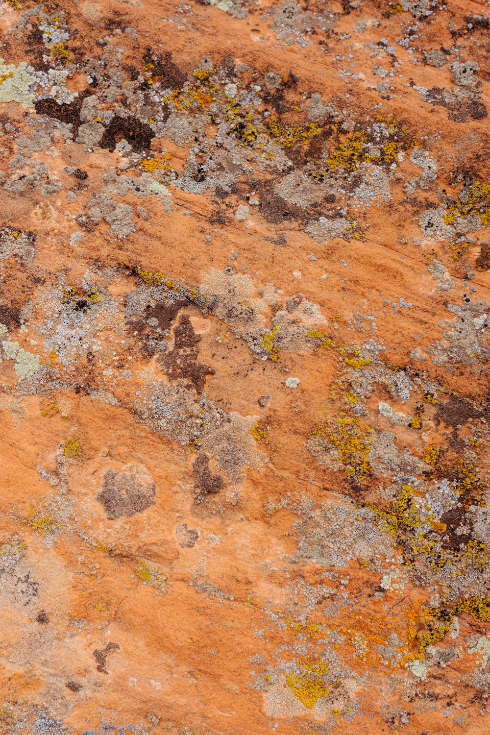 Un uccello seduto sulla cima di una roccia coperta di licheni