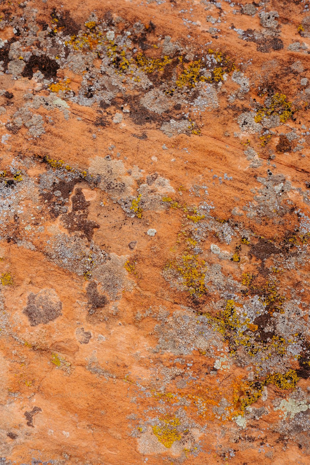 a bird is sitting on a rock with moss growing on it