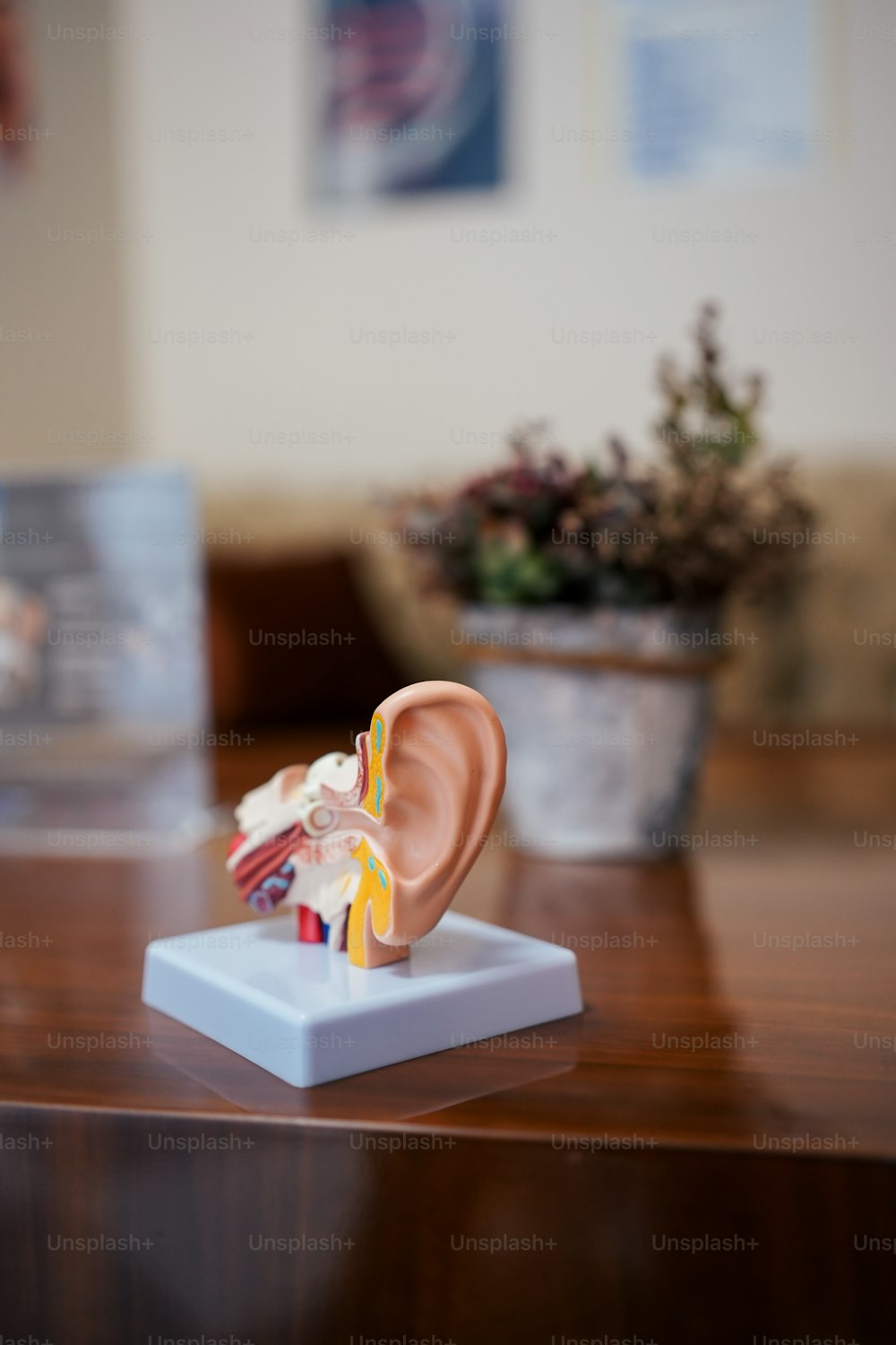 Ein Modell eines menschlichen Ohres auf einem Tisch