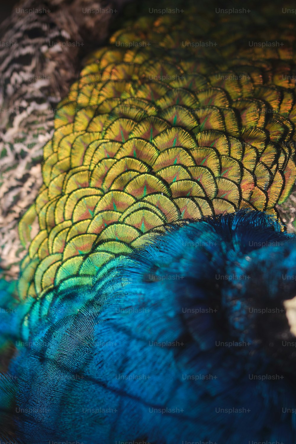 Un primo piano delle piume di un pavone con gli occhi azzurri foto – Piume  di pavone Immagine su Unsplash